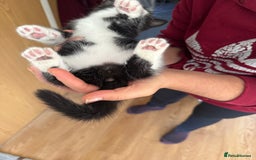 British Shorthair cats for sale: It’s a British short hair  - Image 2