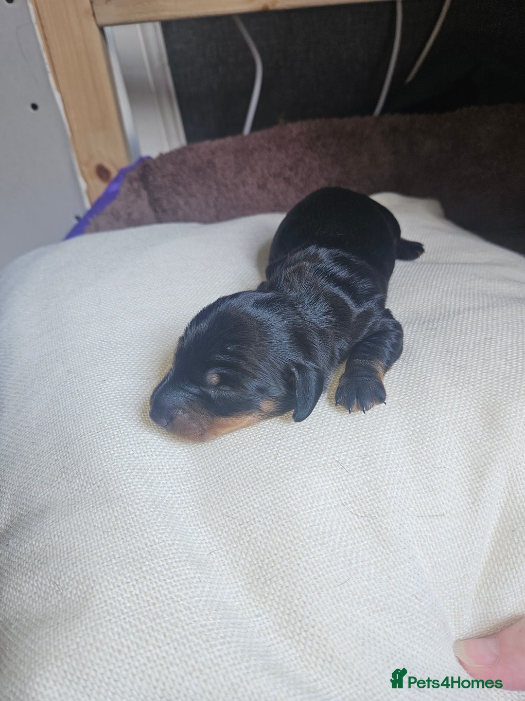 Dachshund dogs for sale: 3/4 Dachsunds  - Image 14