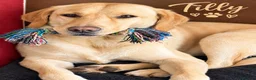 Labrador Retriever dogs for sale: Beautiful KC Registered Labrador Puppies - Advert 4