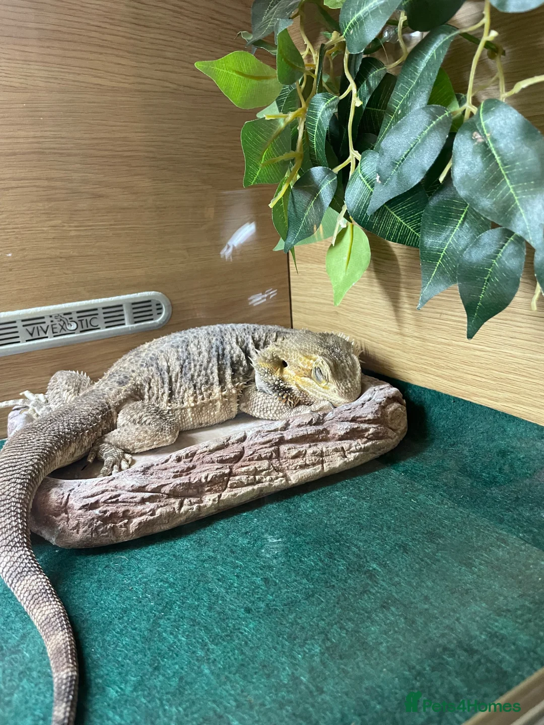 Bearded Dragon reptiles for sale: Female bearded dragon in Hengoed - Advert 4