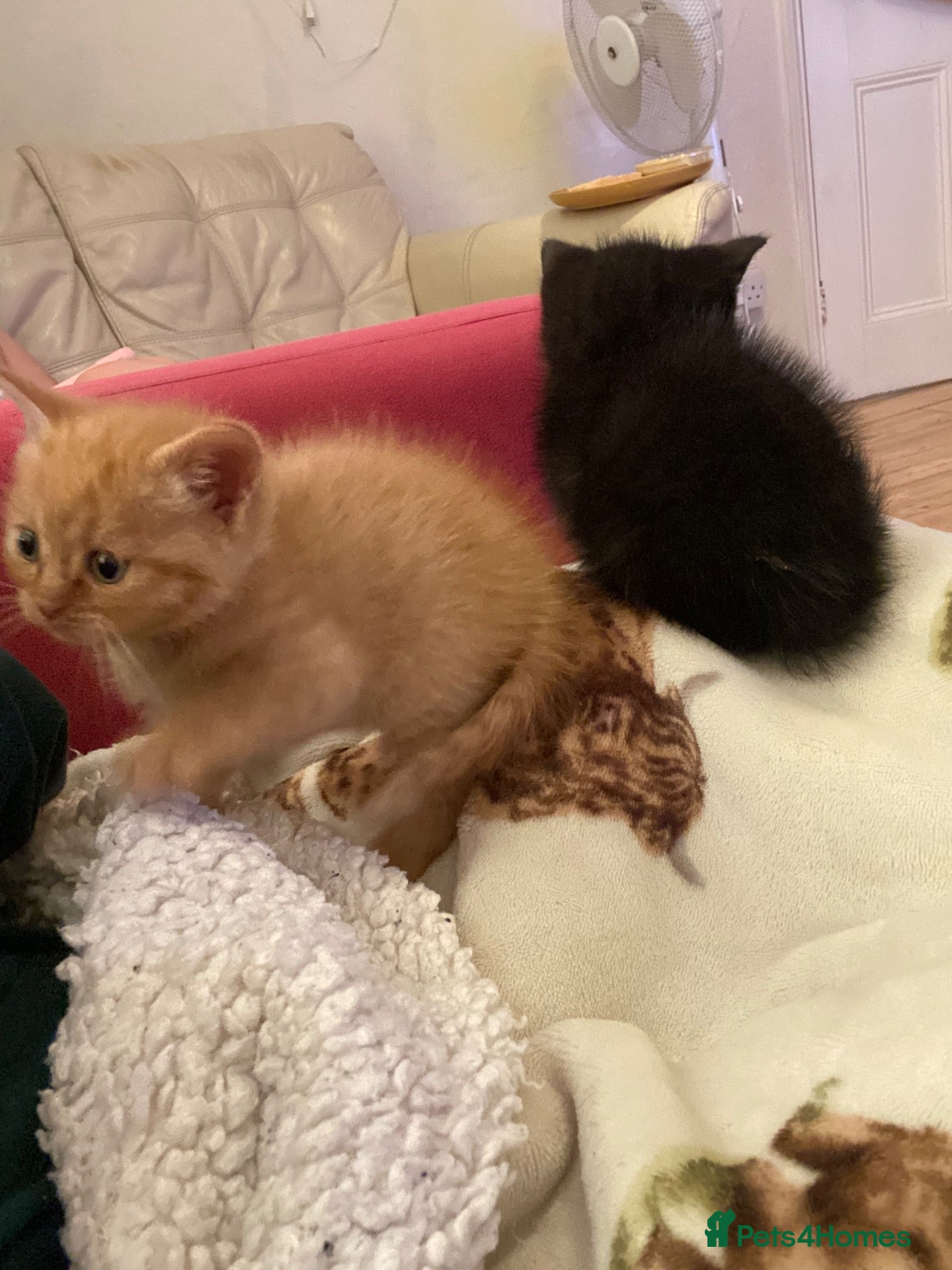 Mixed Breed cats Two kittens one ginger male and one black female  - Advert 3