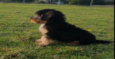 Mixed Breed dogs - Advert 7