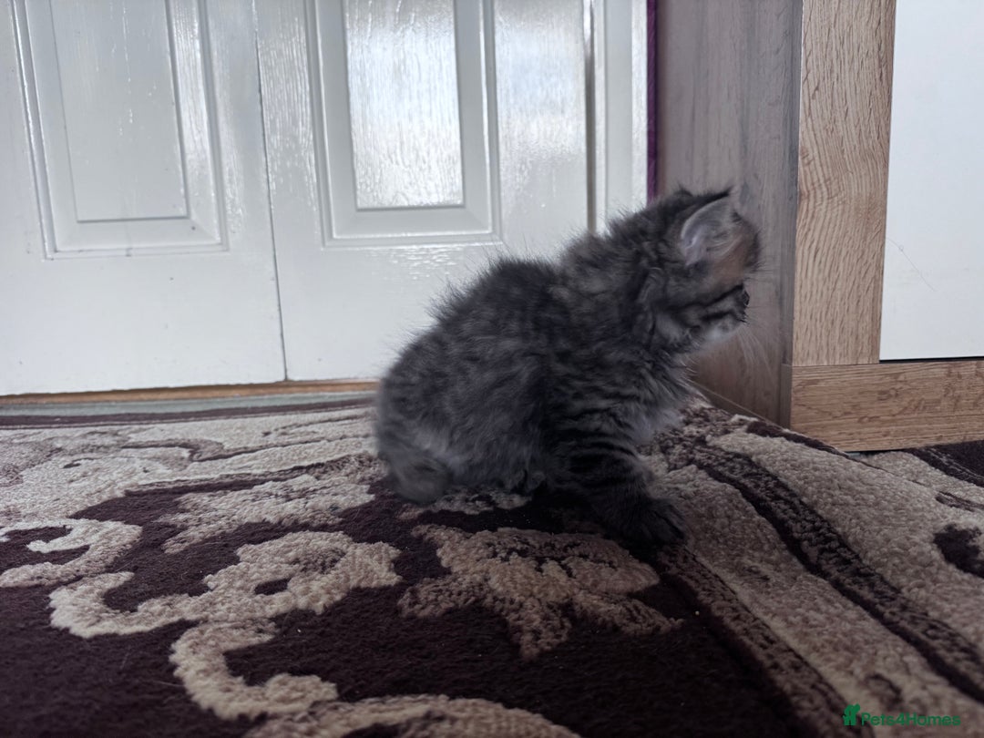 British Shorthair cats for sale: British Short Hair  - Advert 10