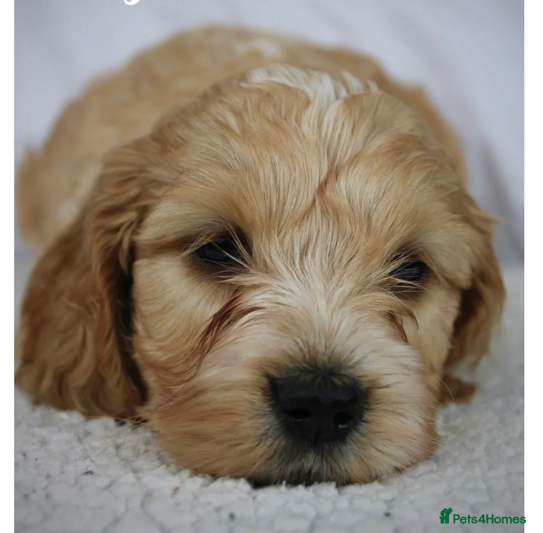 Cockapoo dogs for sale: Gorgeous F1 Cockapoo puppies  - Advert 22