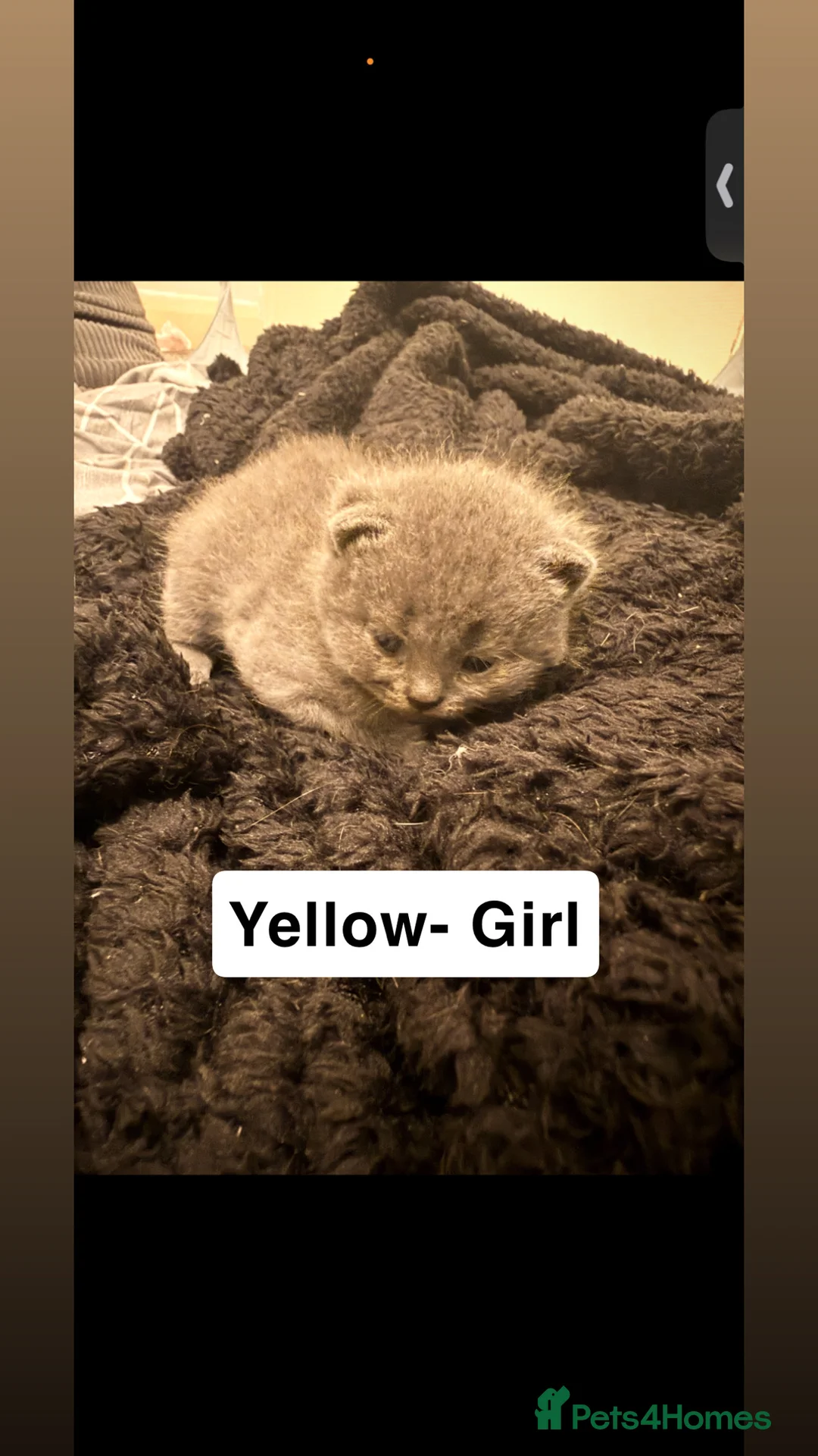 British Shorthair cats for sale: 5 Blue British shorthair kittens  - Advert 14