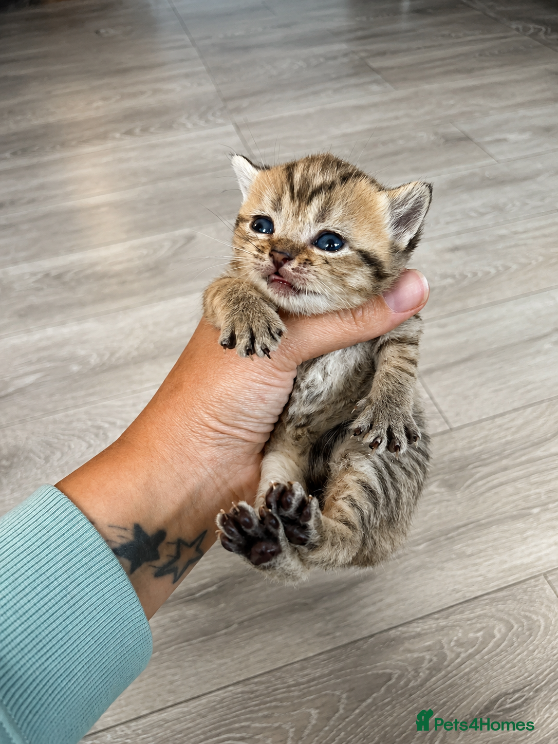 British Shorthair cats for sale: BSH KITTENS 💕💙 - Advert 9