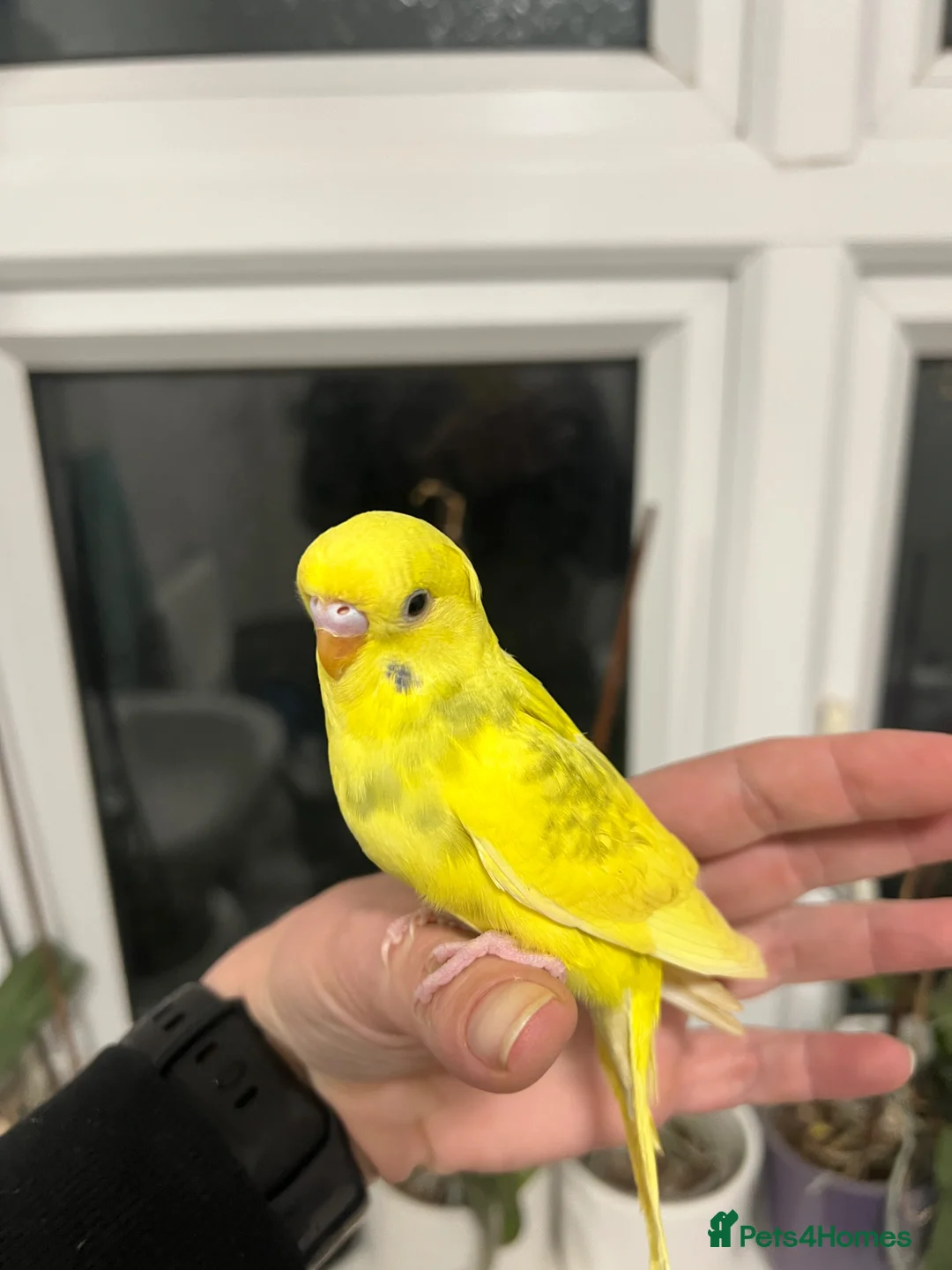 Budgerigars birds for sale: Hand reared baby budgies for sale - Advert 1