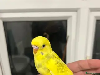 Budgerigars birds Hand reared baby budgies for sale - Advert 16