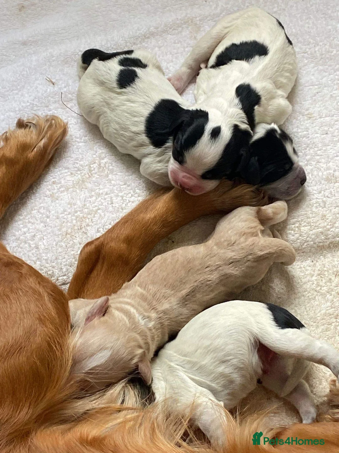 Cocker Spaniel dogs for stud: Fully health tested blue roan cocker in Preston - Advert 5