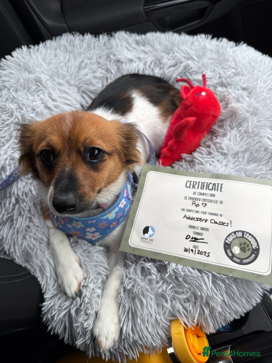 Mixed Breed dogs for sale: Pip - gorgeous 15 month old Pom Jack - Advert 6