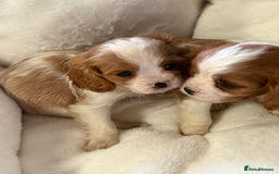 Cavalier King Charles Spaniel dogs for sale: King charles cavalier - Image 6