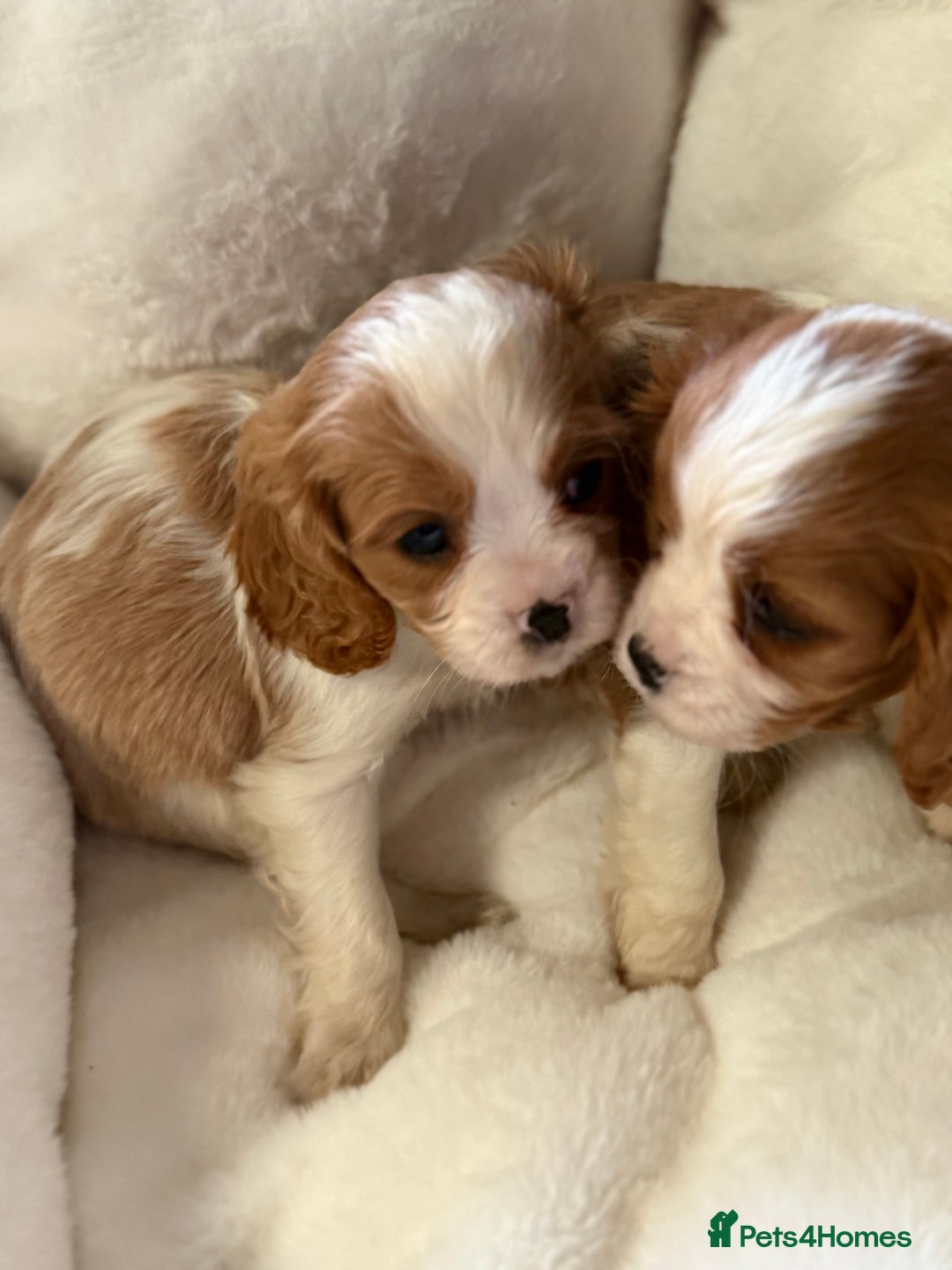 Cavalier King Charles Spaniel dogs for sale: King charles cavalier - Image 6
