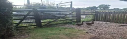 Ducks poultry for sale: Khaki Campbell Pair of ducks - Advert 4