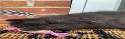Exotic cats for sale: 💙Beautiful Exotic Shorthair Boy Kittens💙 - Advert 10