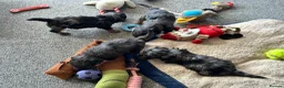 Doxiepoo dogs for sale: Stunning dachshund/poodle pups - Advert 4