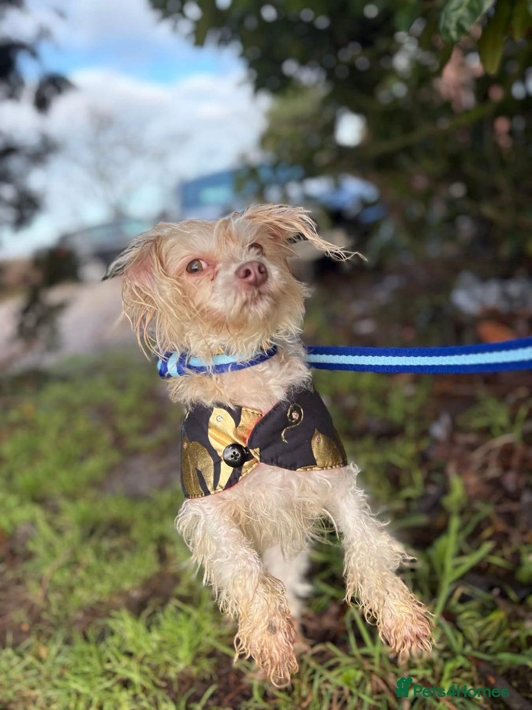 Mixed Breed dogs for adoption: Emerald - Hingham Norfolk  - Advert 14