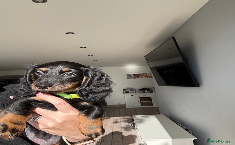 Miniature Dachshund dogs - Advert 13