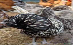 Chickens poultry for sale: Beautiful POL Pullets USA Silkies, Polish bantams  - Image 12