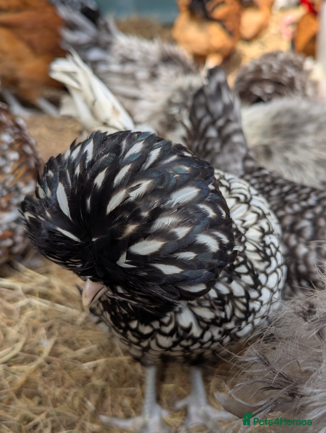 Chickens poultry for sale: Beautiful POL Pullets USA Silkies, Polish bantams  - Image 12