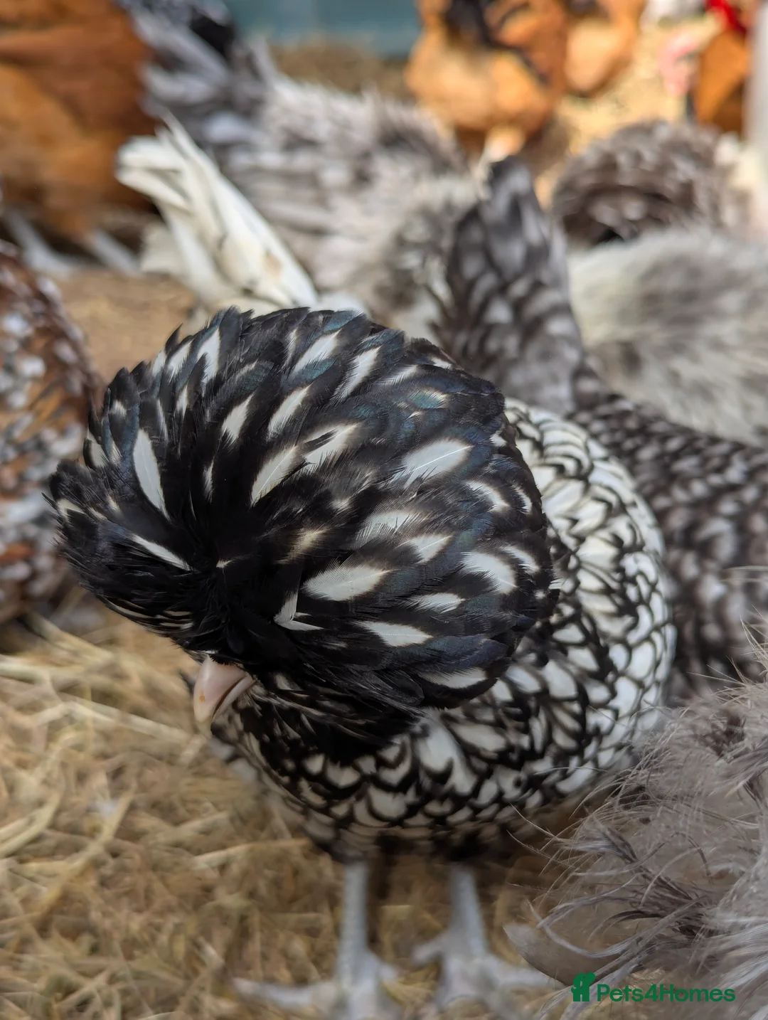 Chickens poultry for sale: Beautiful Polish bantam growers left  - Advert 12