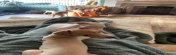 Italian Greyhound dogs for sale: Gorgeous KC Italian Greyhound Boys - Advert 12