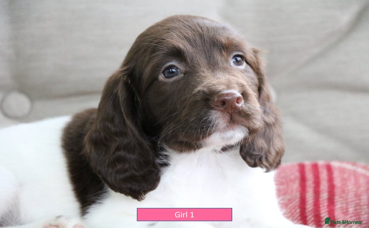 English Springer Spaniel dogs - Advert 14