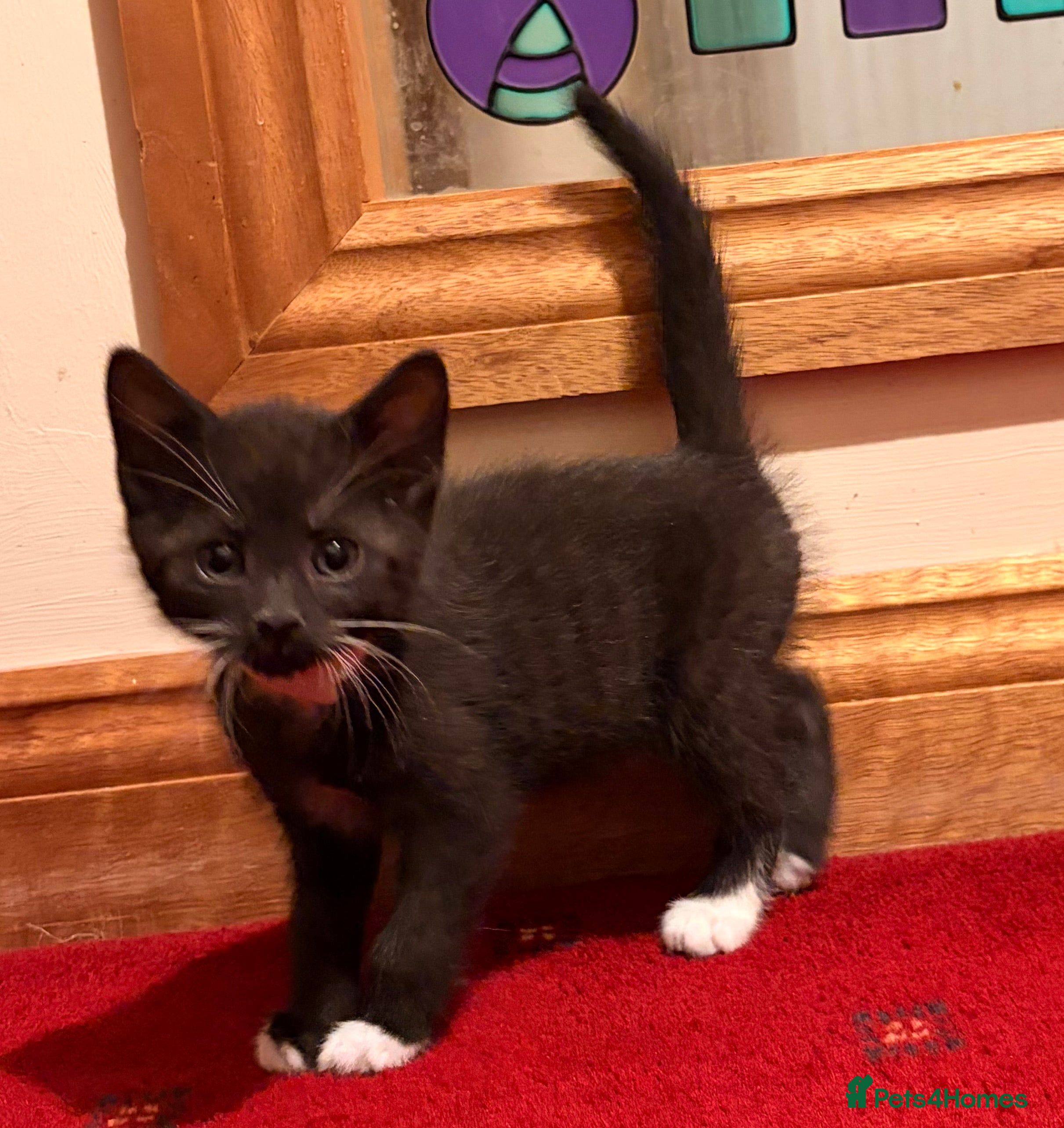 Mixed Breed cats Gorgeous kittens - Advert 9