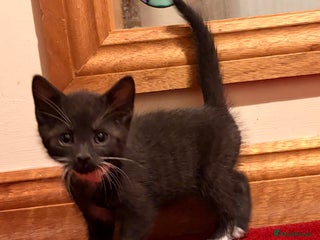 Mixed Breed cats Gorgeous kittens - Advert 1