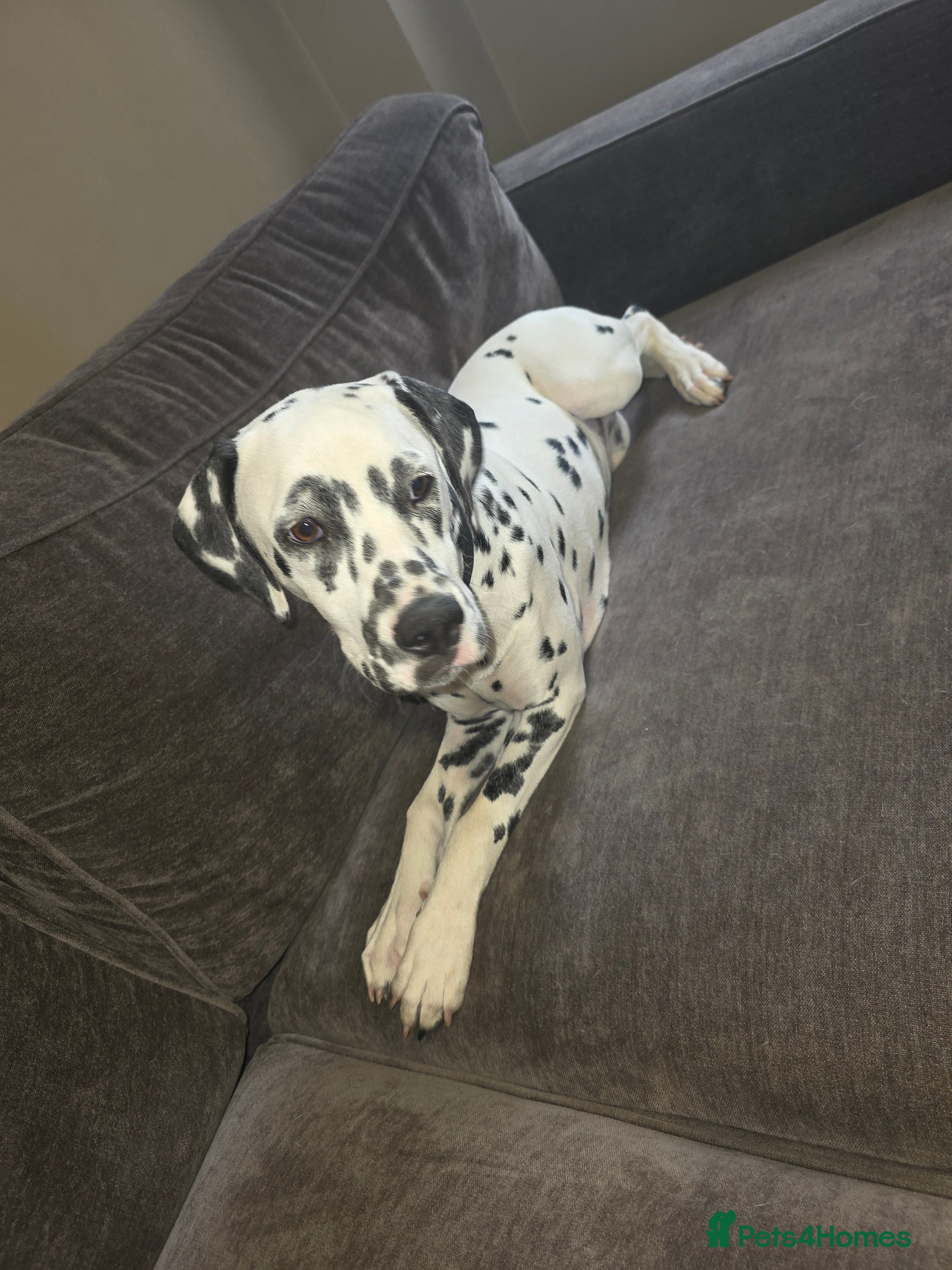 Dalmatian dogs Dalmation - Advert 2