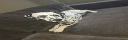 Dalmatian dogs for sale: Dalmation in Spalding - Advert 2