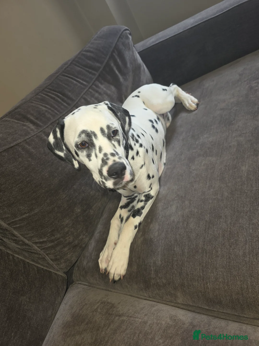 Dalmatian dogs for sale: Dalmation in Spalding - Advert 2
