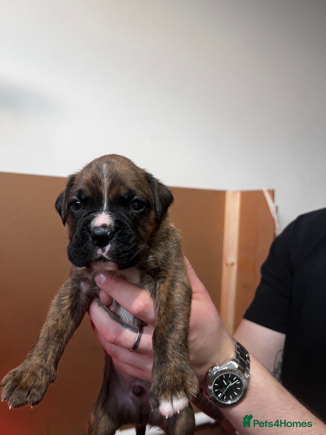 Boxer dogs for sale: Boxer Puppies UPDATED PHOTOS  - Advert 10