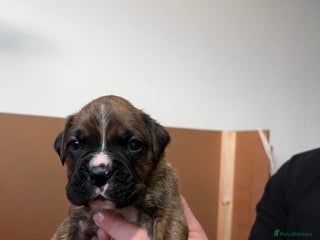 Boxer dogs Boxer Puppies UPDATED PHOTOS - Advert 1