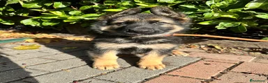 German Shepherd 1