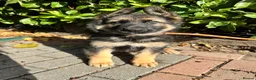 German Shepherd dogs for sale: GERMAN SHEPHERD PUPPIES 4 BOYS & 2 GIRLS - Advert 14