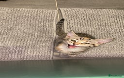 RagaMuffin cats for sale: 🐾 **Adopt Ragdoll-Shorthair Kitten!** 🐾 - Image 20
