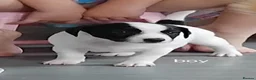 Jack Russell dogs for sale: Jack Russell puppies  - Advert 4