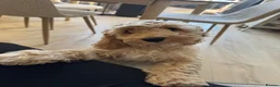 Cockapoo dogs for sale: Lovely Cockapoo looking for a caring forever home in London - Advert 1