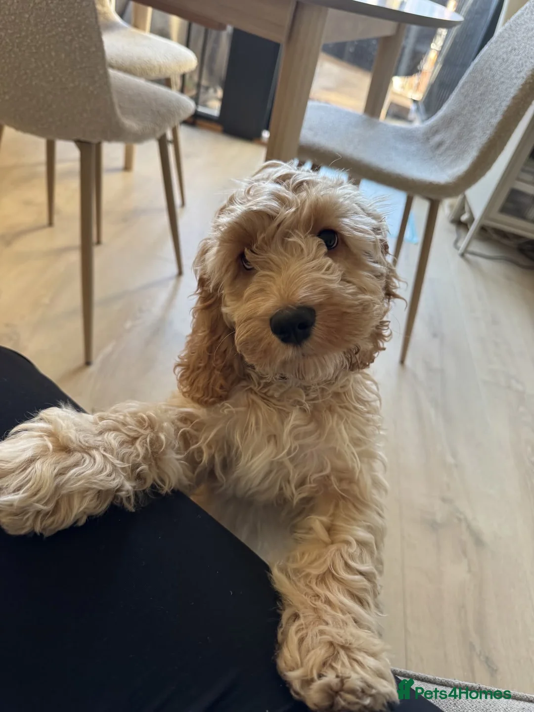 Cockapoo dogs for sale: Lovely Cockapoo looking for a caring forever home in London - Advert 1