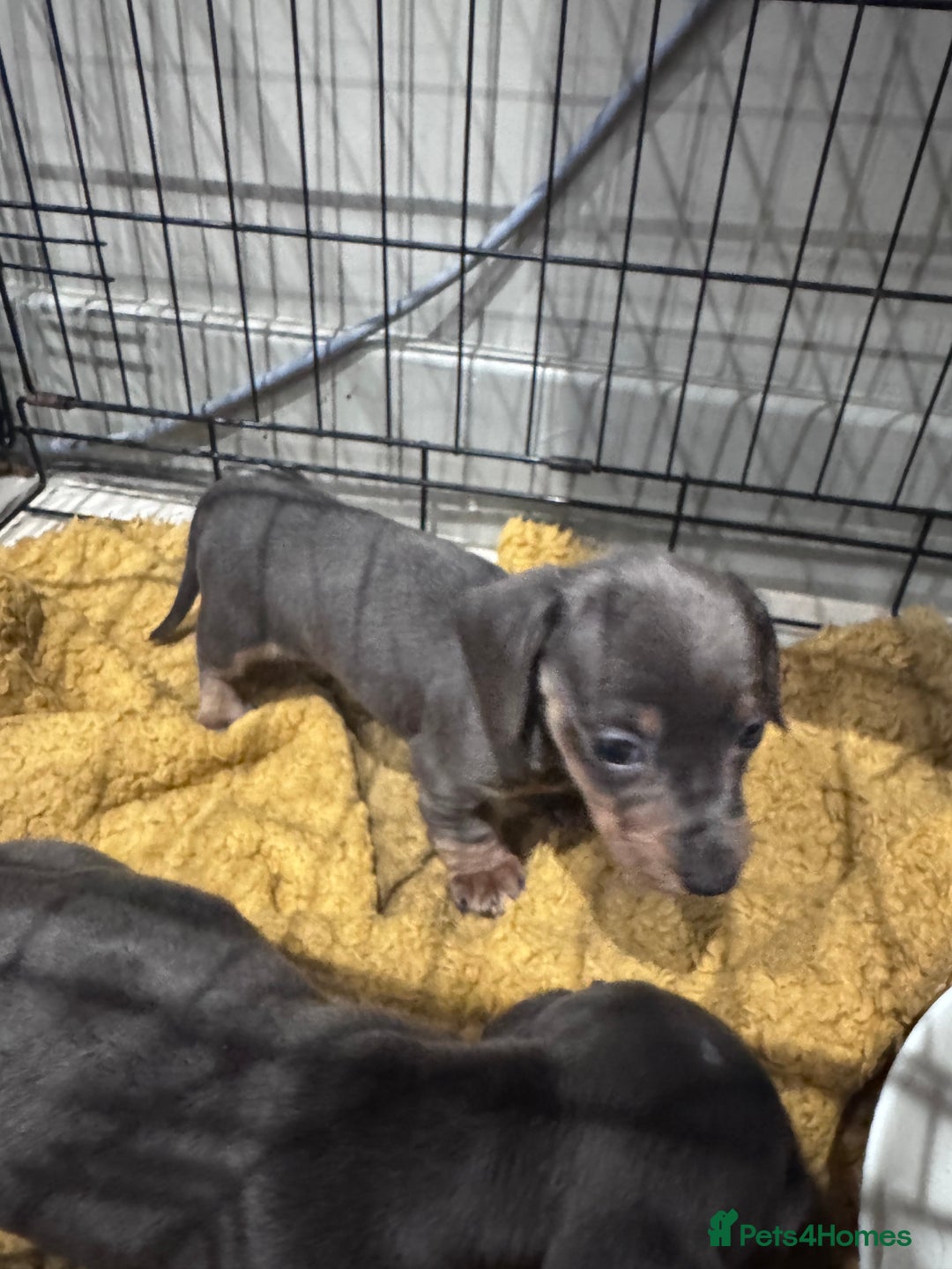 Miniature Dachshund dogs for sale: Stunning miniature sausage pups  - Advert 3