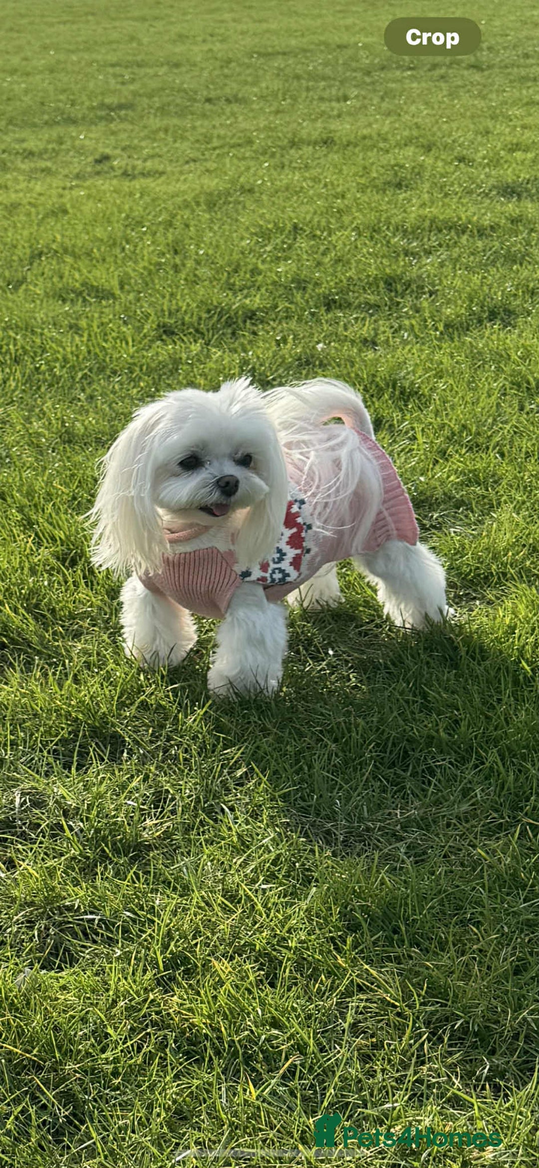 Maltese dogs for sale: Adult pedigree Maltese couple. KC registered. - Advert 3