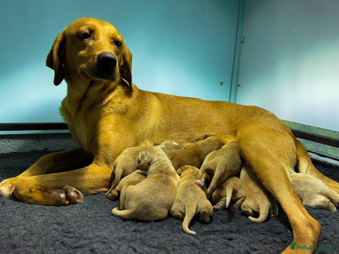 Cockerdor dogs for sale: Beautiful Deep Red Cockerdors Cockadors - Advert 1