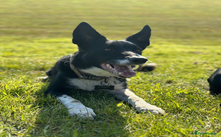 Border Collie dogs - Advert 1