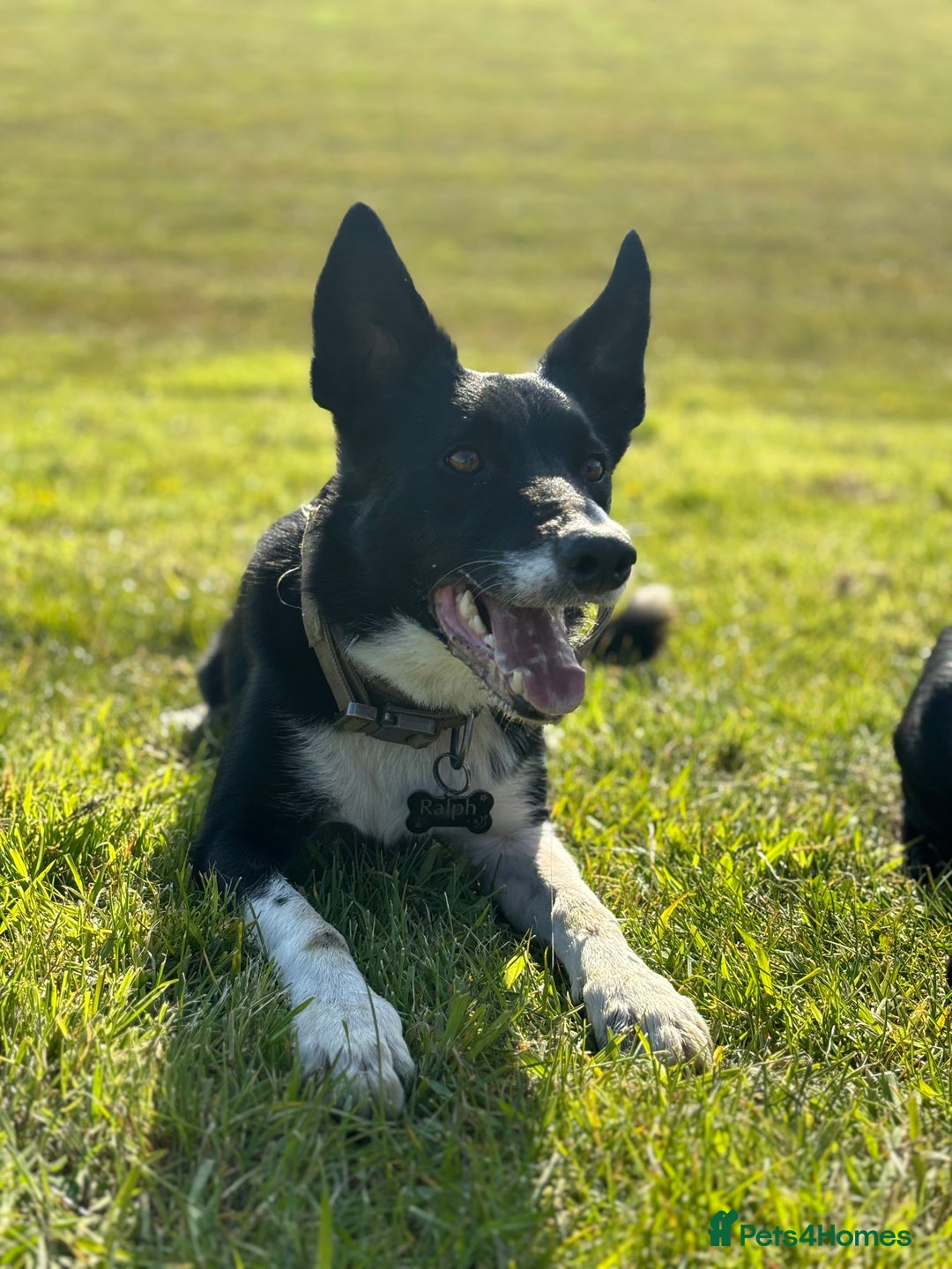 Border Collie dogs for sale: Ralph 5 year old Border Collie - Image 1