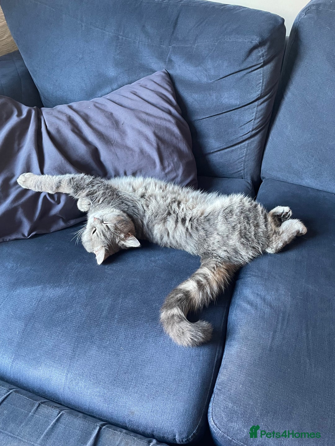 British Shorthair cats for sale: 1yr old male BSH for rehoming  - Image 5