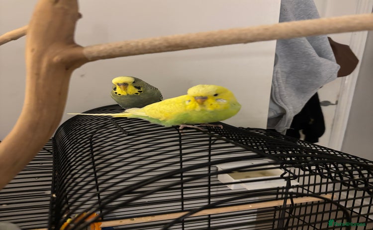 Budgerigars birds - Advert 1