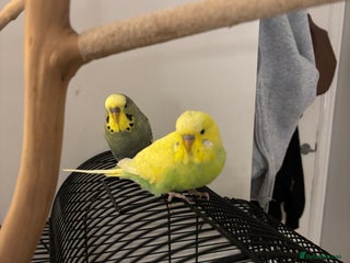 Budgerigars birds - Advert 11