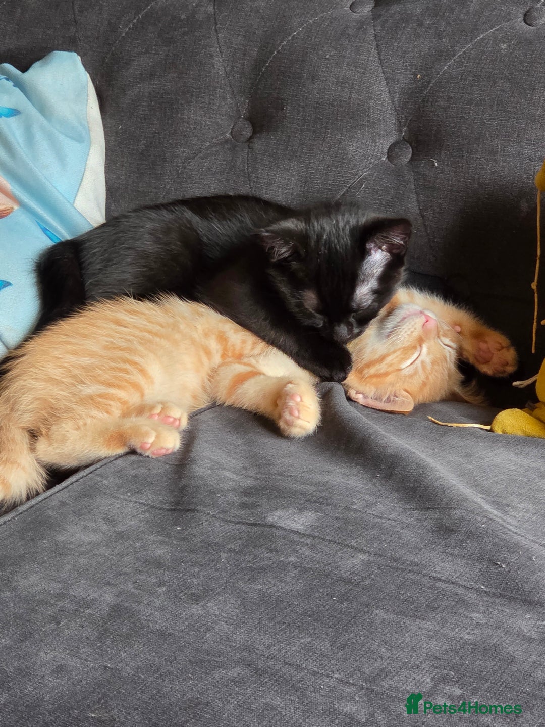 Ragdoll cats for sale: Ragdoll x tabby cat - Image 7