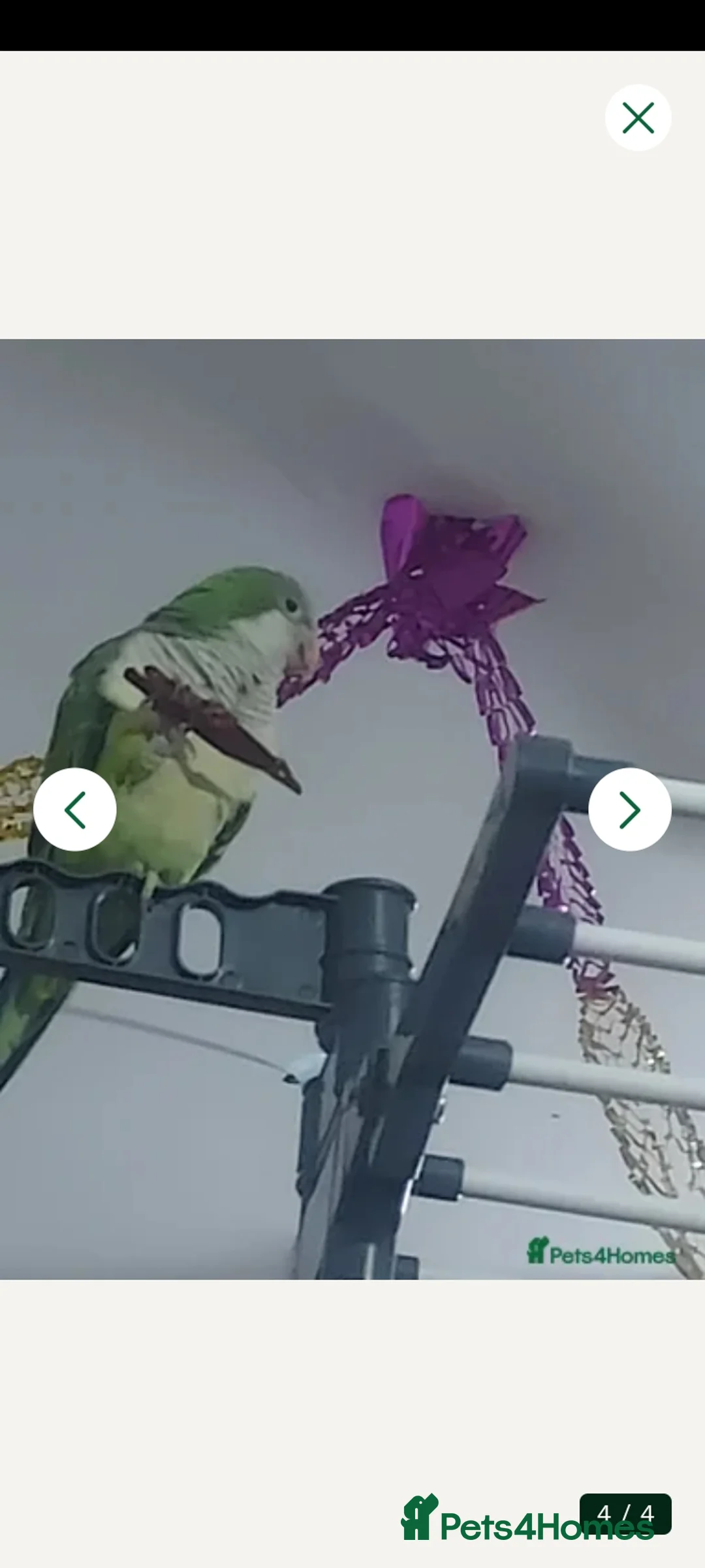 Parakeets birds for sale: Quaker parrot - Advert 2