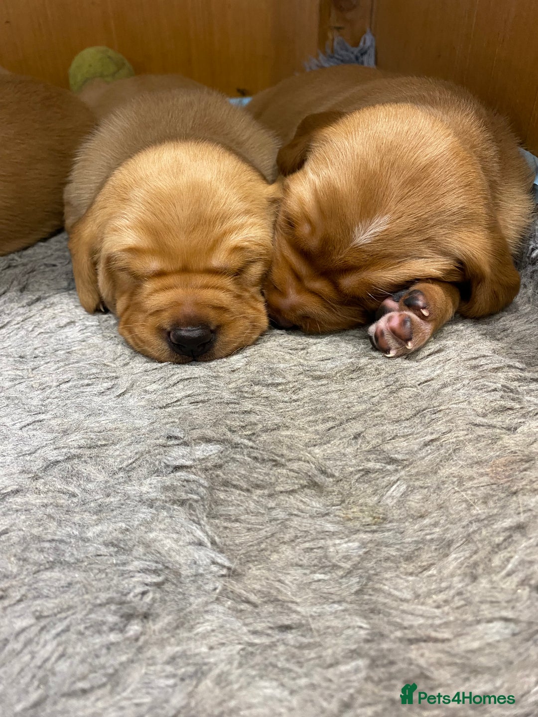 Labrador Retriever dogs for sale: Gorgeous KC registered Labrador Puppies  - Image 3
